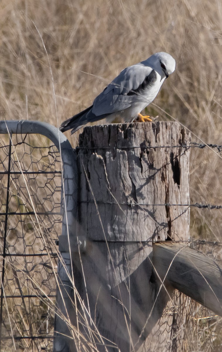 Black-shouldered Kite - ML587358521