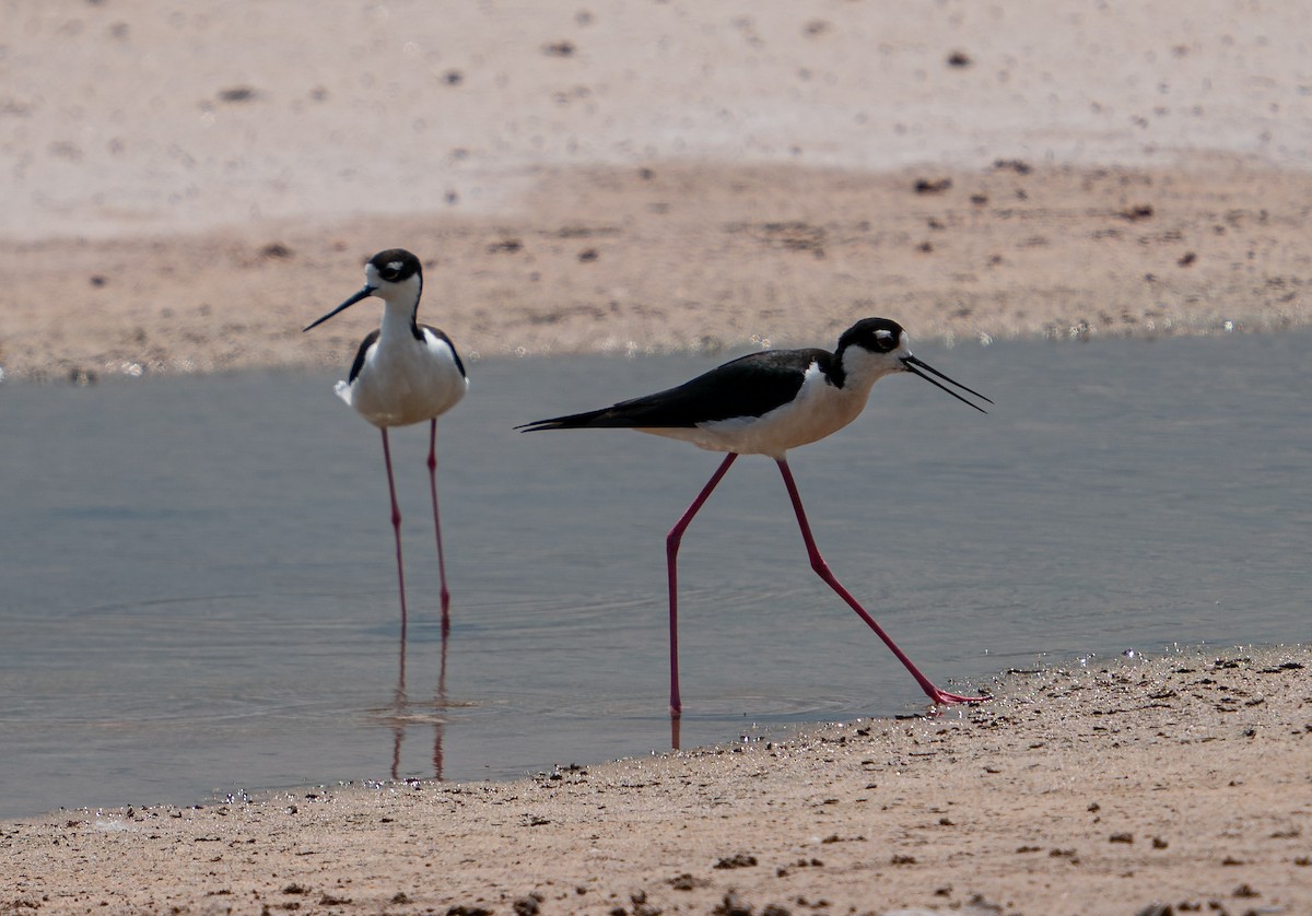 Black-necked Stilt - Art Webster