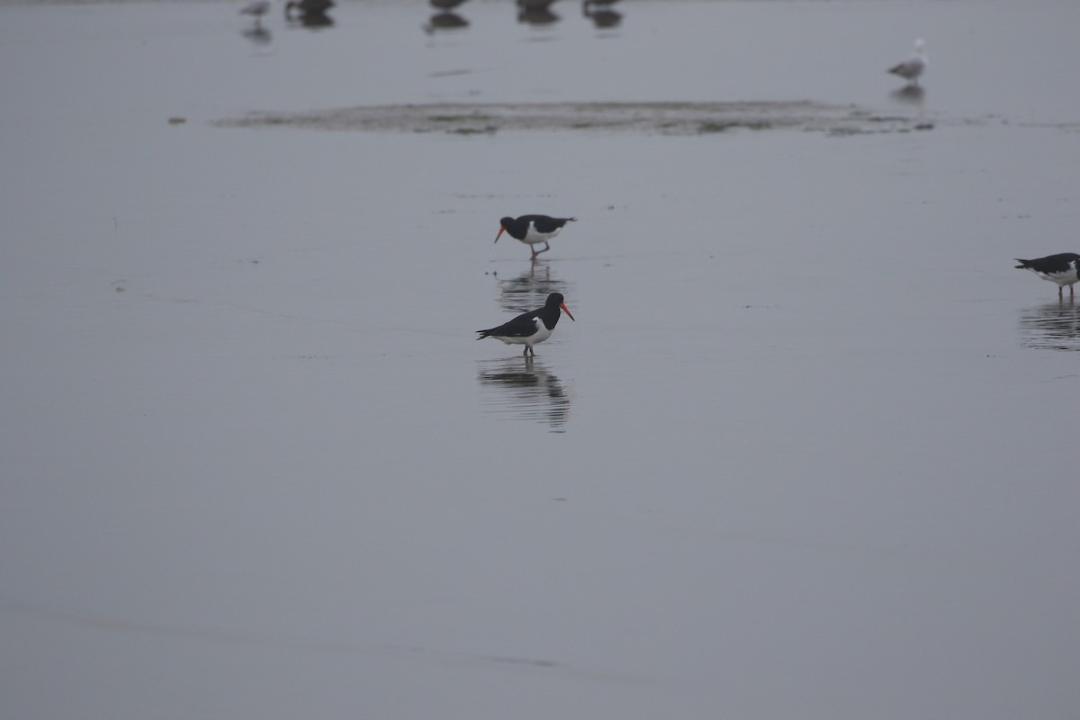 Pied Oystercatcher - ML587359131