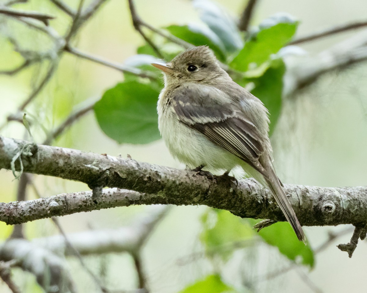 Western Flycatcher (Pacific-slope) - Sue Cook