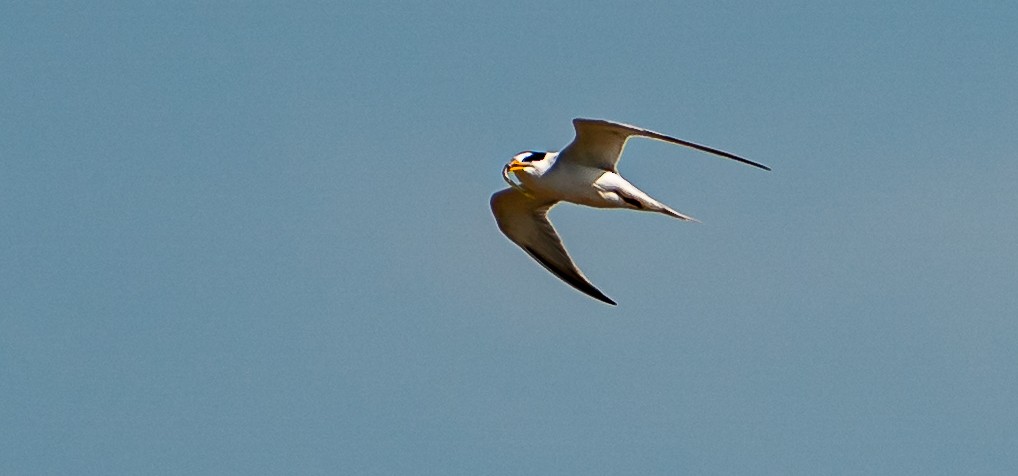 Least Tern - ML587359311