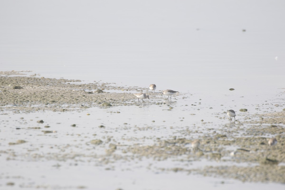 Red-necked Stint - ML587359381