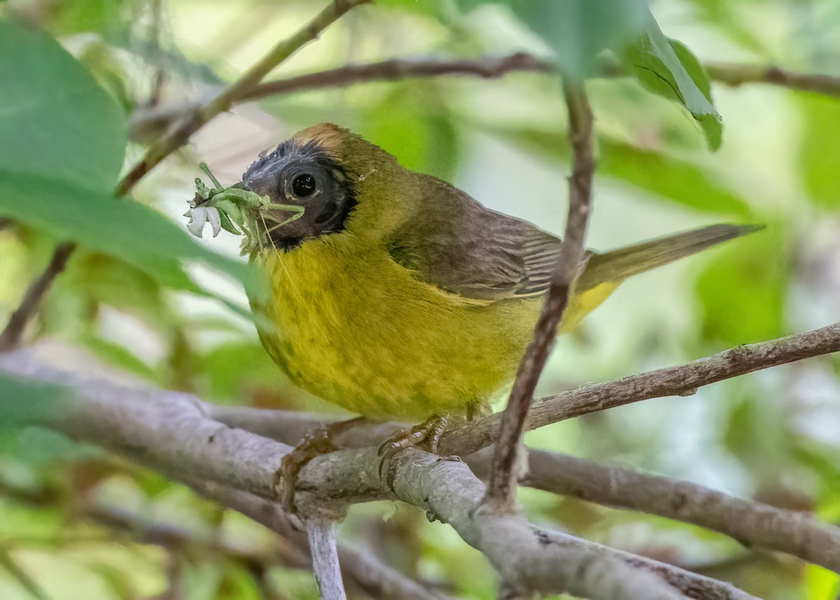 Orange-crowned Warbler - Sue Cook