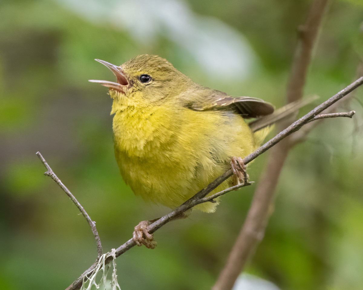 Orange-crowned Warbler - Sue Cook