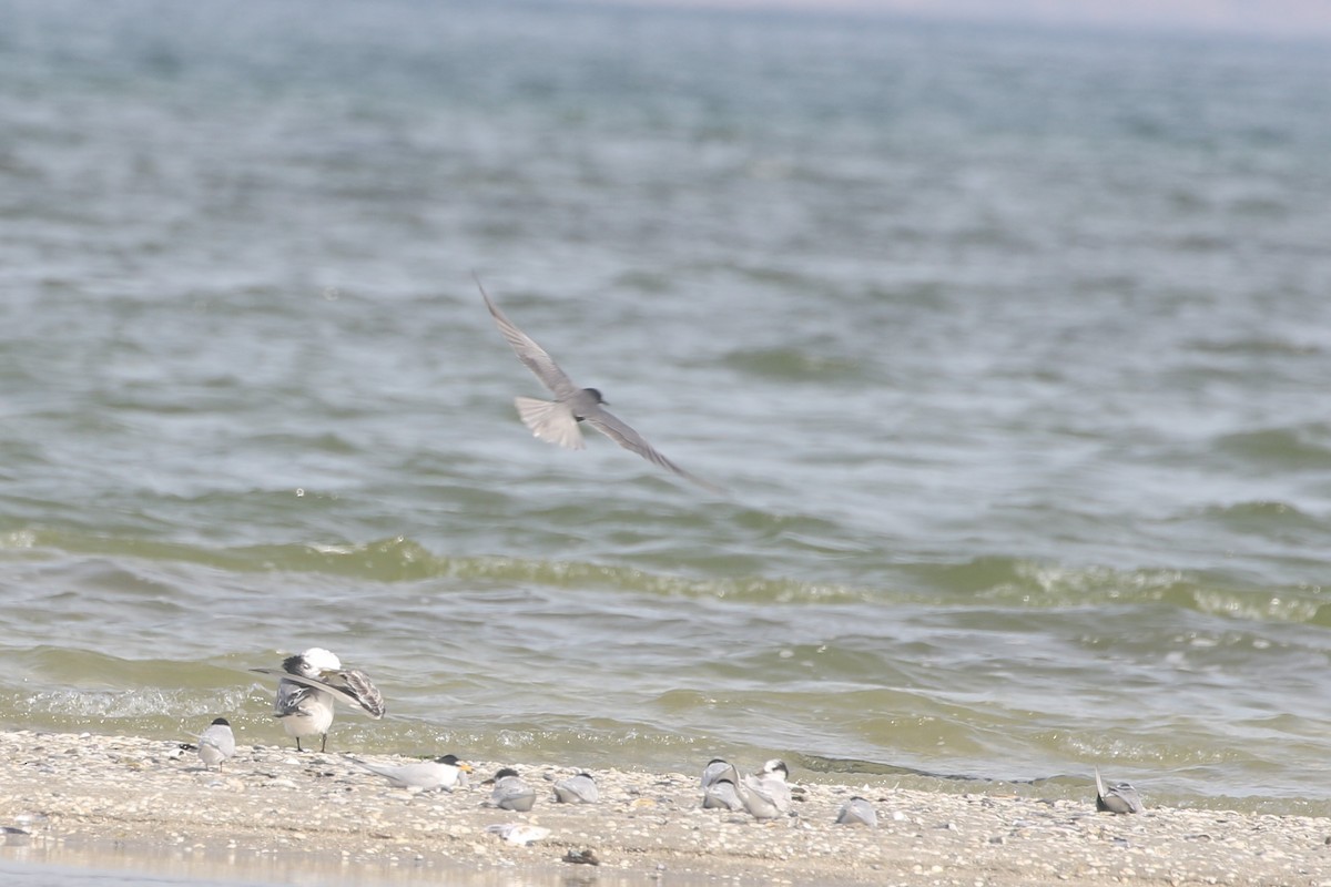 Black Tern - ML587359671