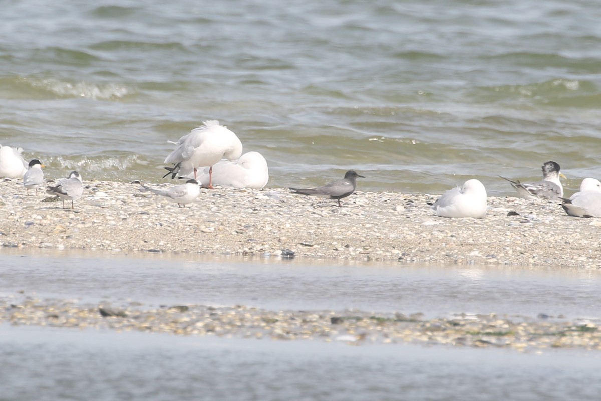 Black Tern - ML587359681