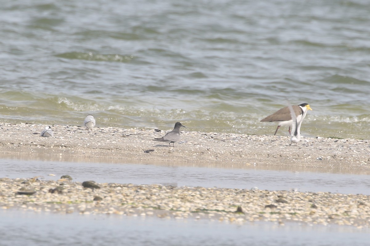 Black Tern - ML587359691
