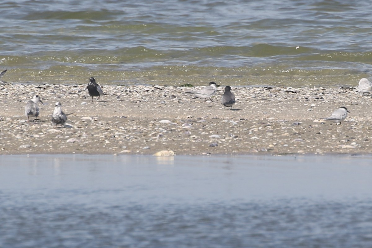 Black Tern - ML587359701