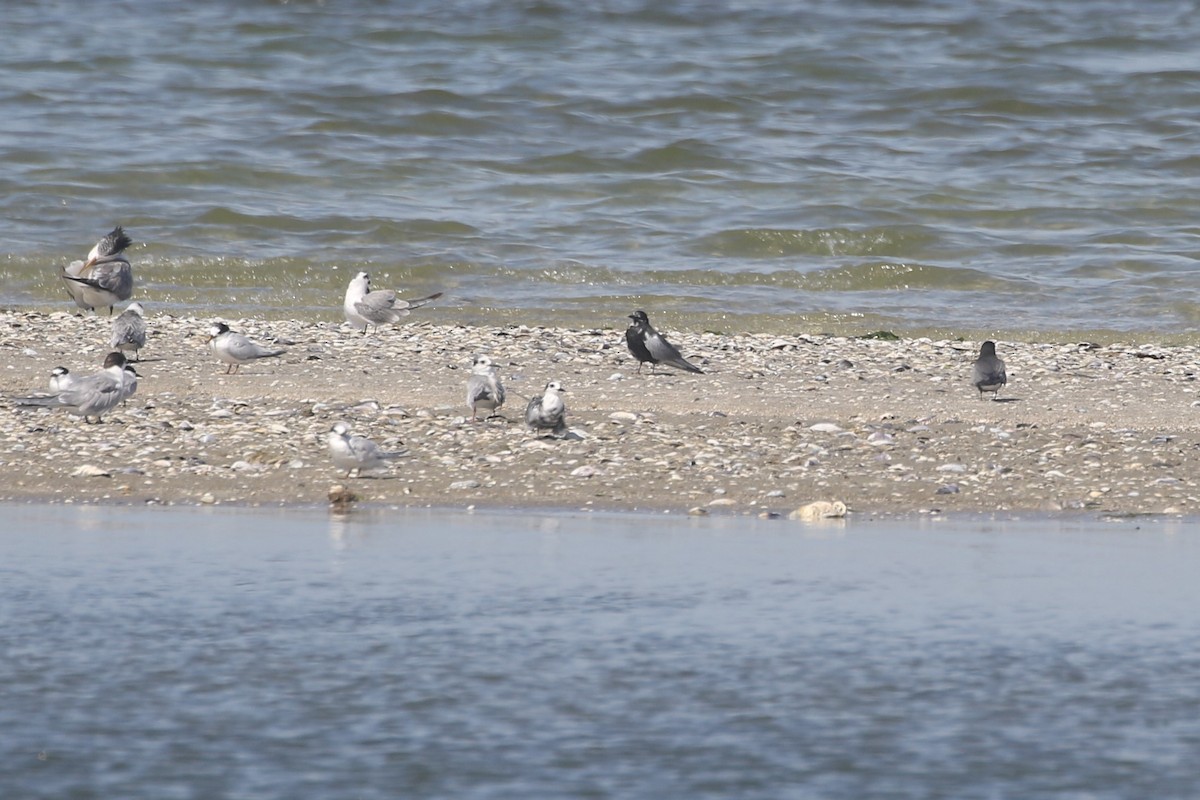 Black Tern - ML587359711