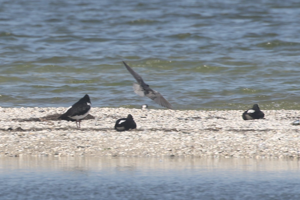 Black Tern - ML587359721