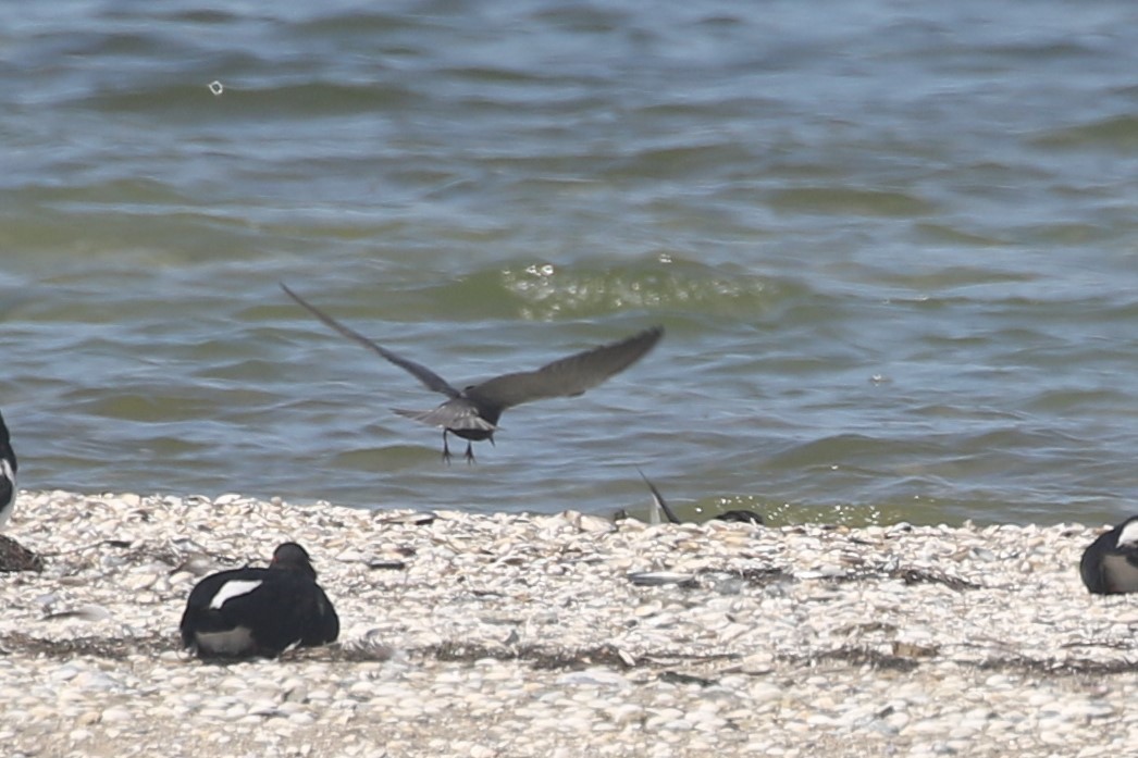 Black Tern - ML587359731