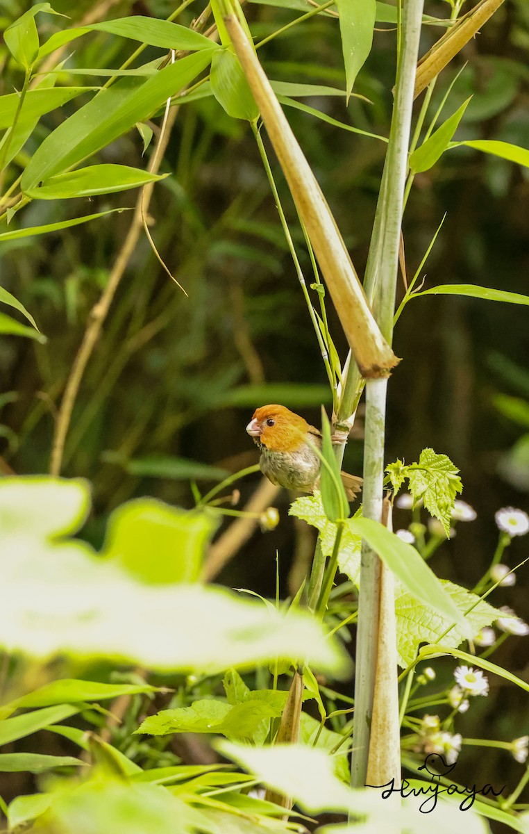 Short-tailed Parrotbill - ML587359861