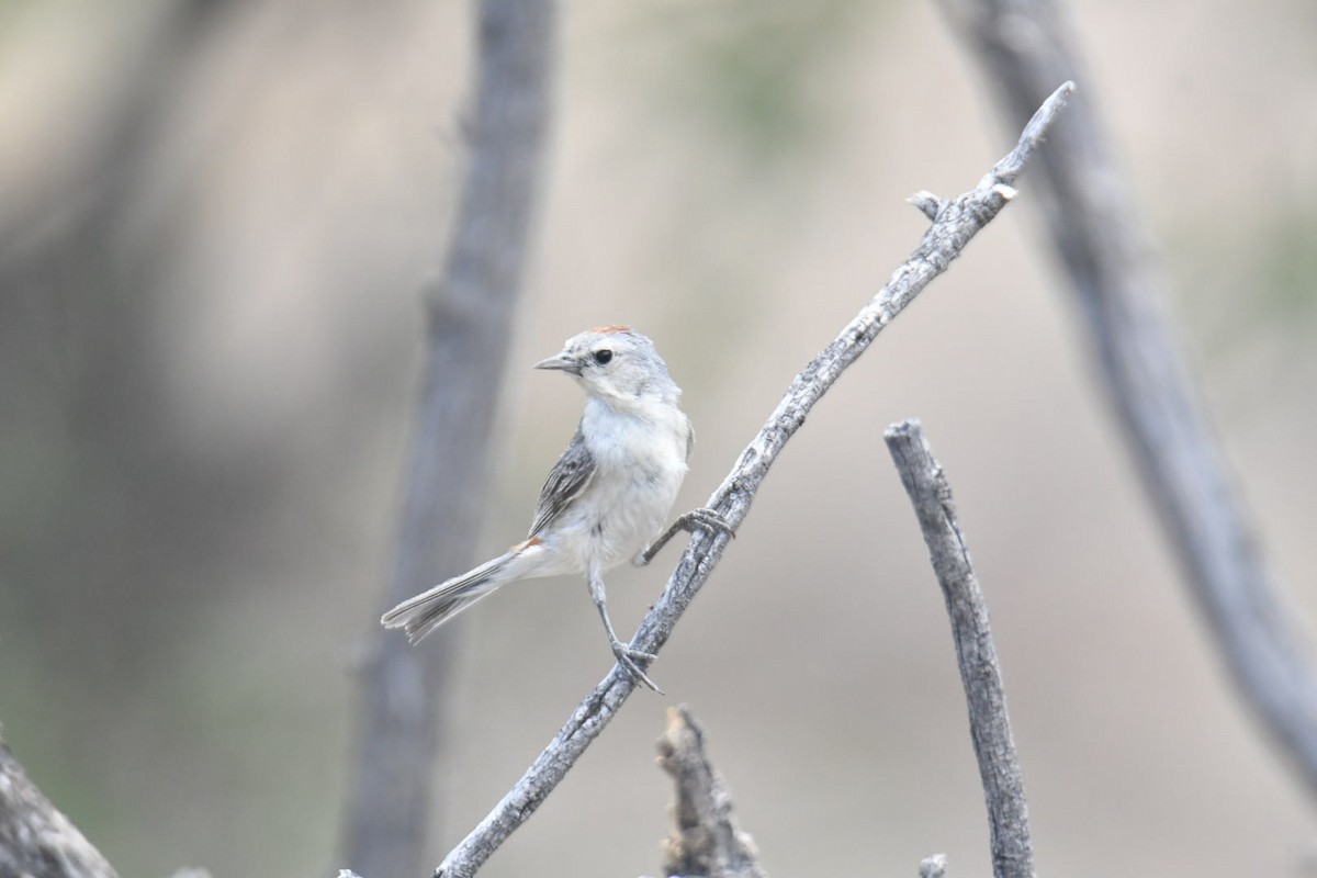 Lucy's Warbler - ML587359891