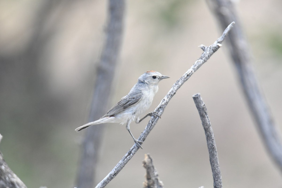 Lucy's Warbler - ML587359901