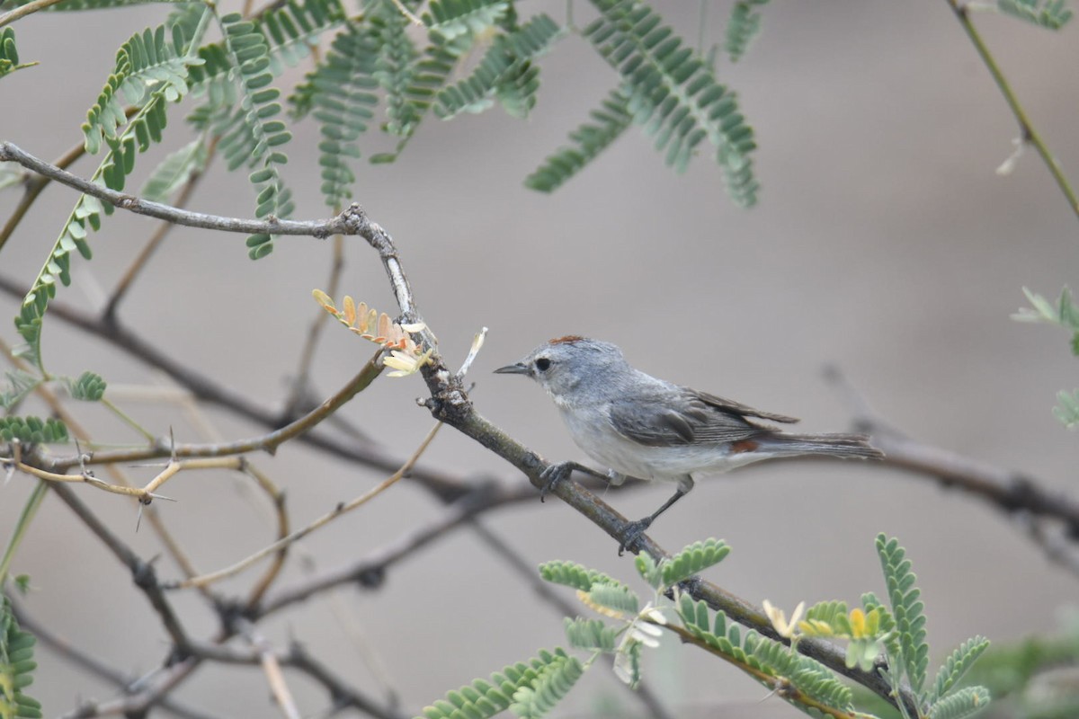 Lucy's Warbler - ML587359911