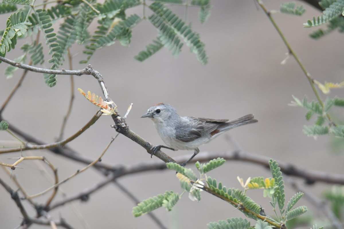 Lucy's Warbler - ML587359921