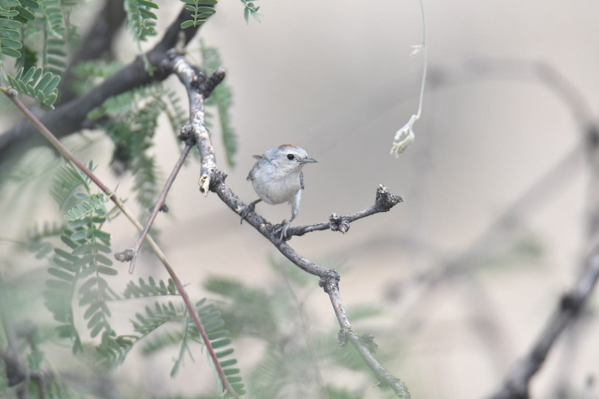 Lucy's Warbler - ML587359931