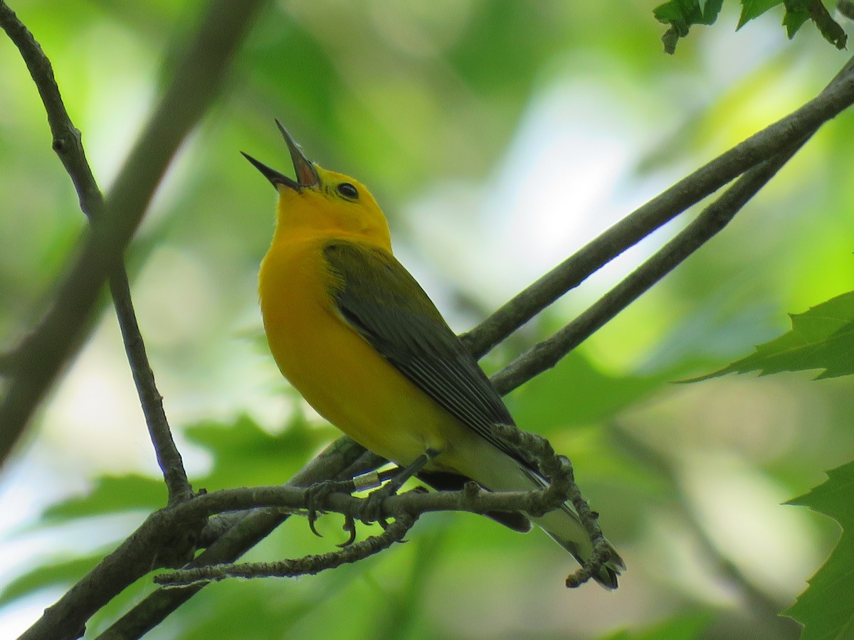 Prothonotary Warbler - Tom and Margaret