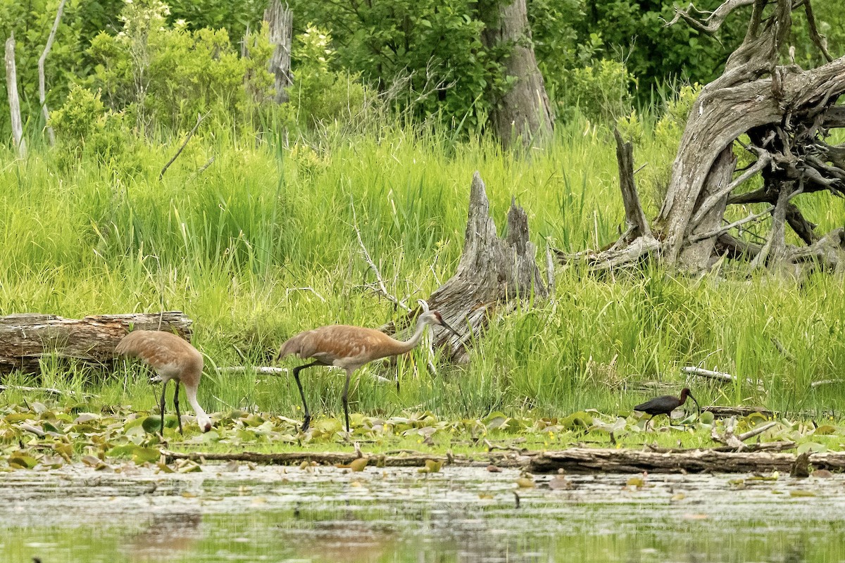 Glossy Ibis - Bill Massaro