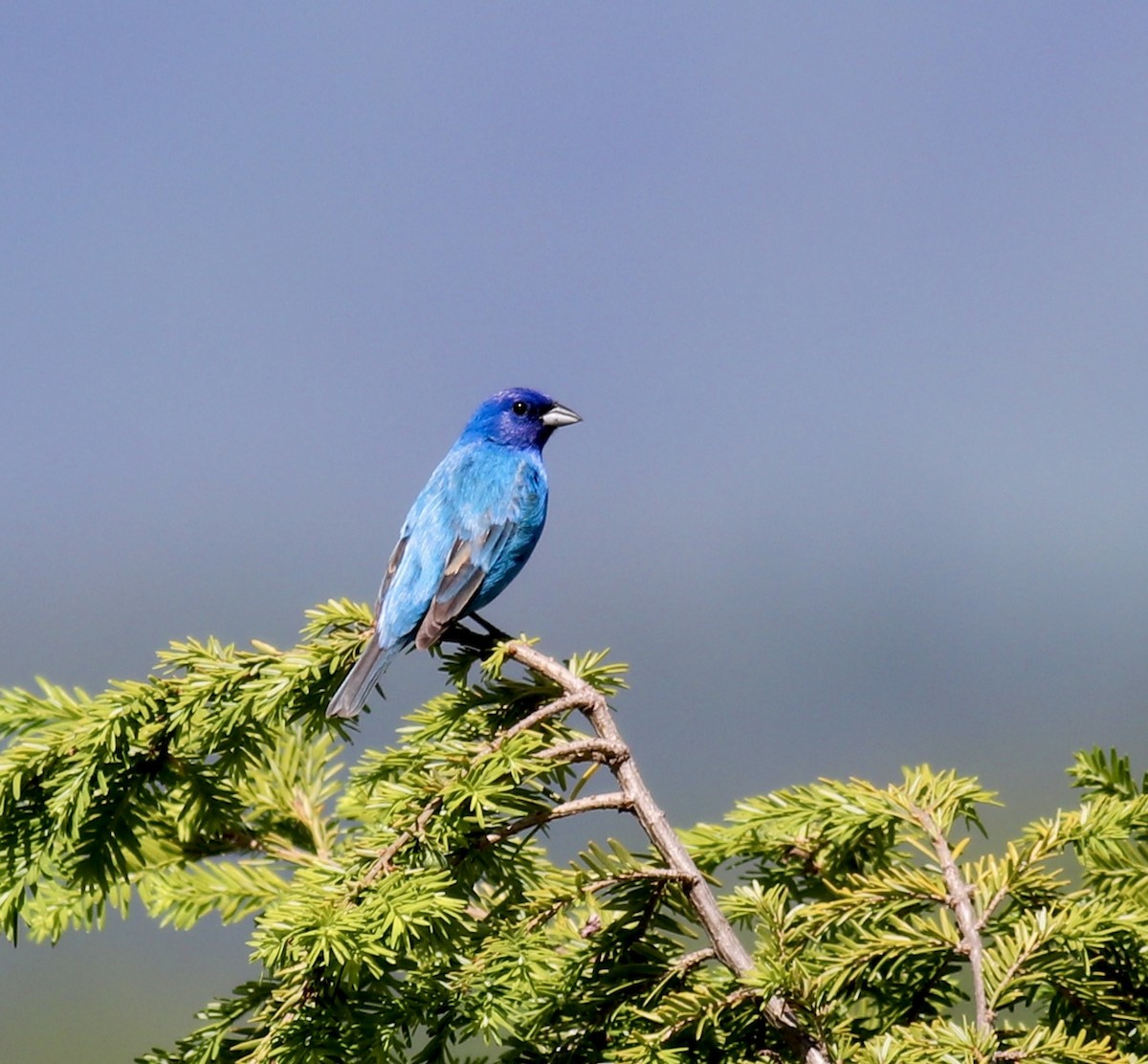 Indigo Bunting - ML587362341