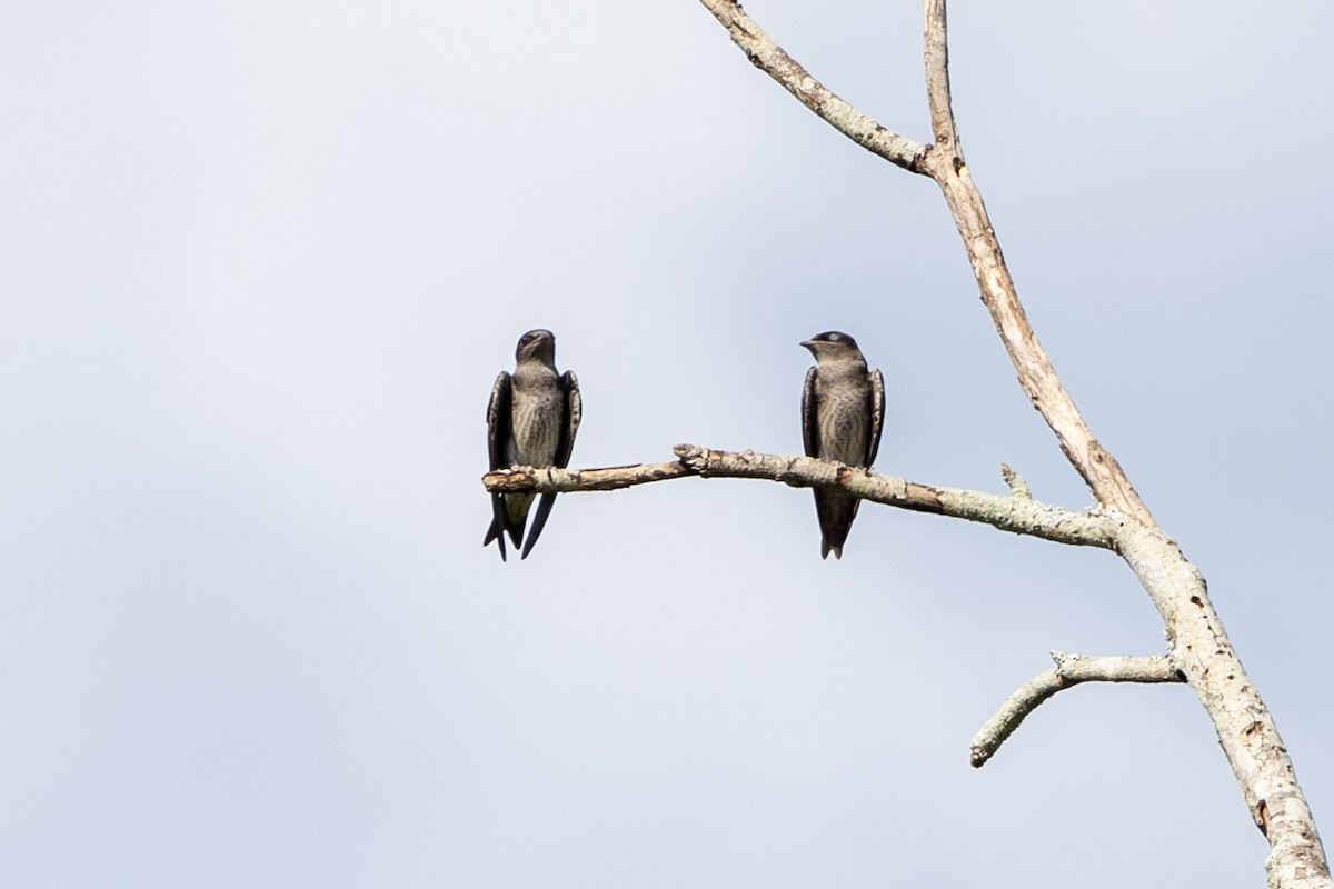 Purple Martin - ML587362481