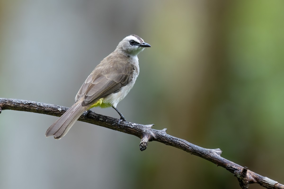 Yellow-vented Bulbul - ML587362961