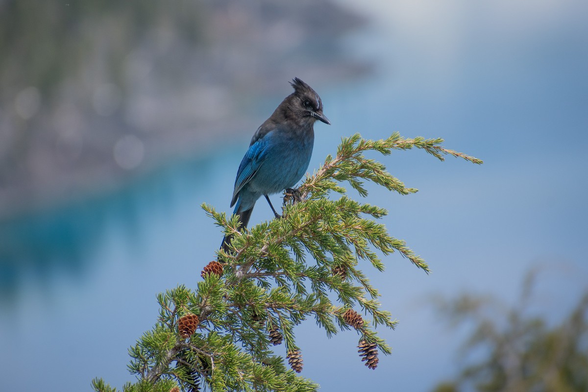 Steller's Jay - ML587363391