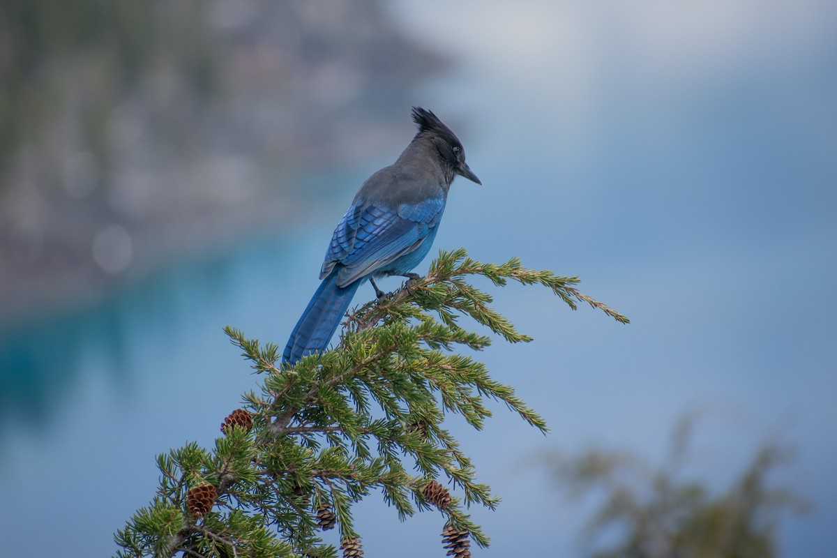 Steller's Jay - ML587363411