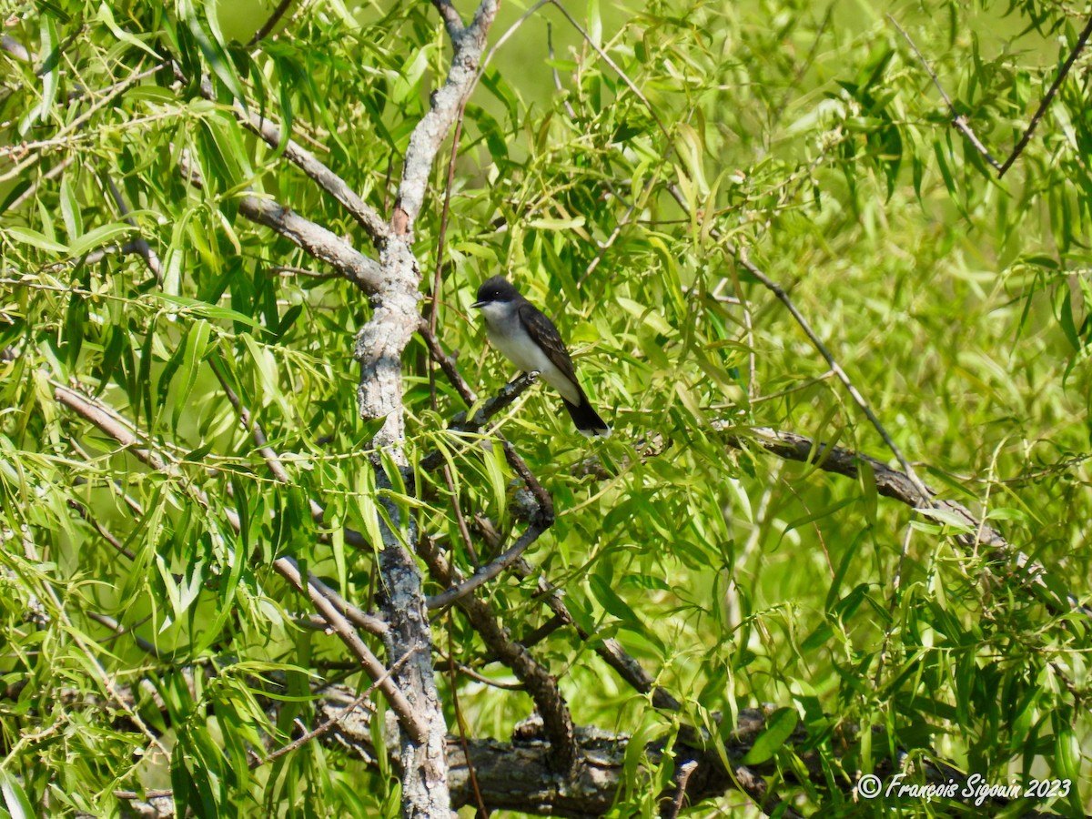 Eastern Kingbird - Francois Sigouin