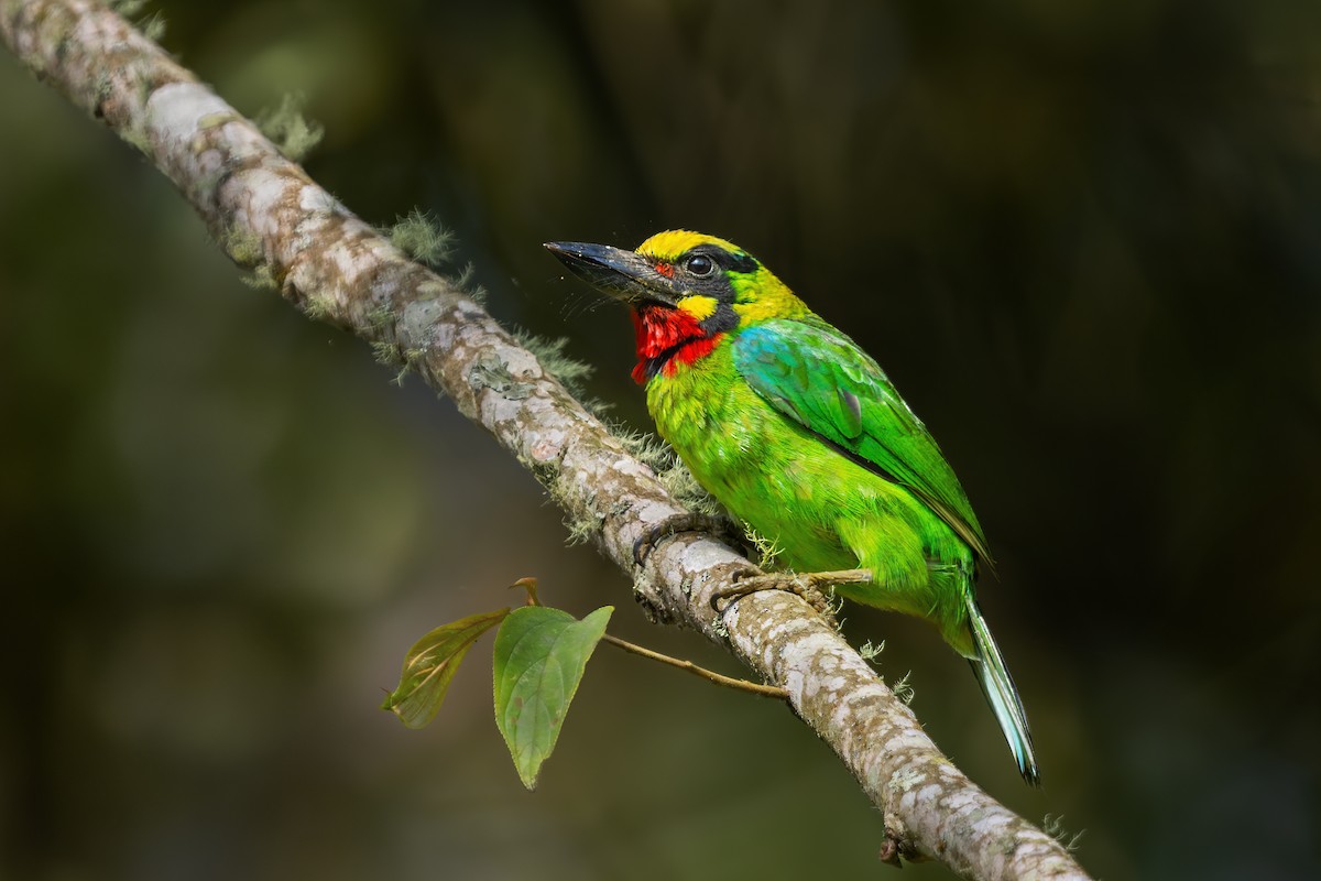 Black-banded Barbet - JJ Harrison