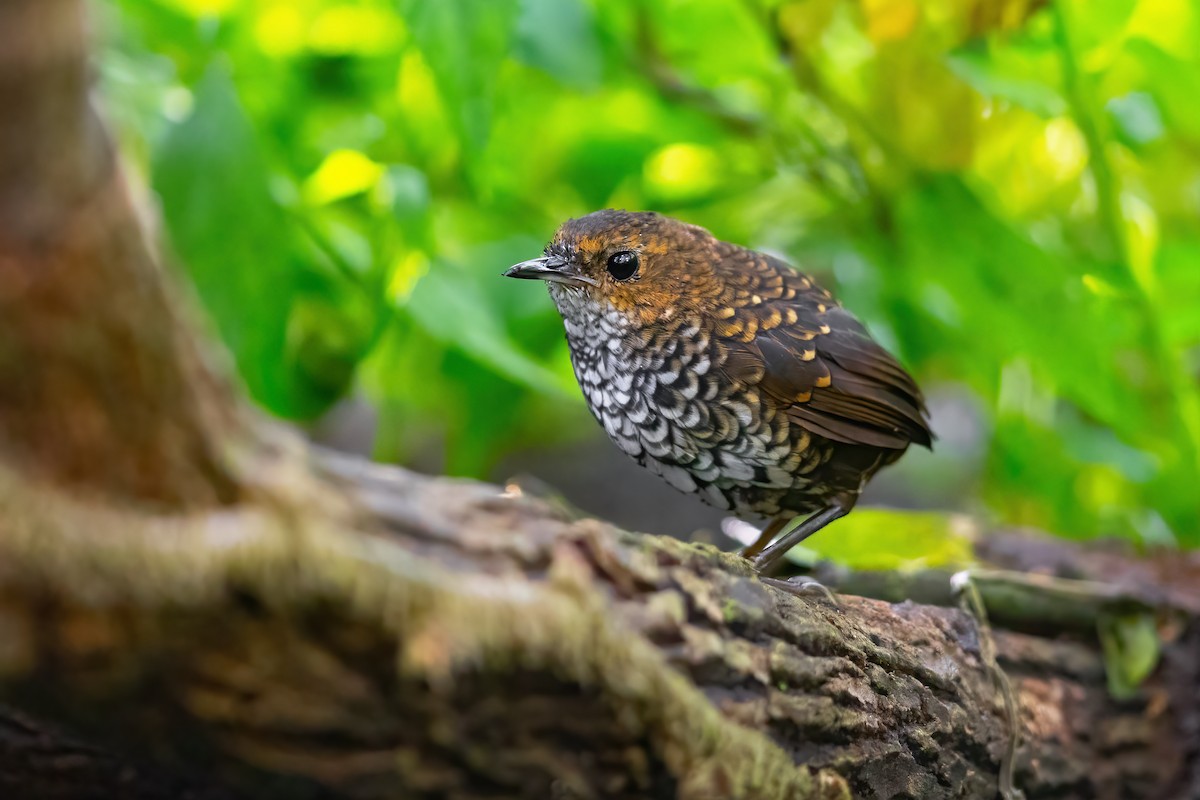 Pygmy Cupwing - JJ Harrison