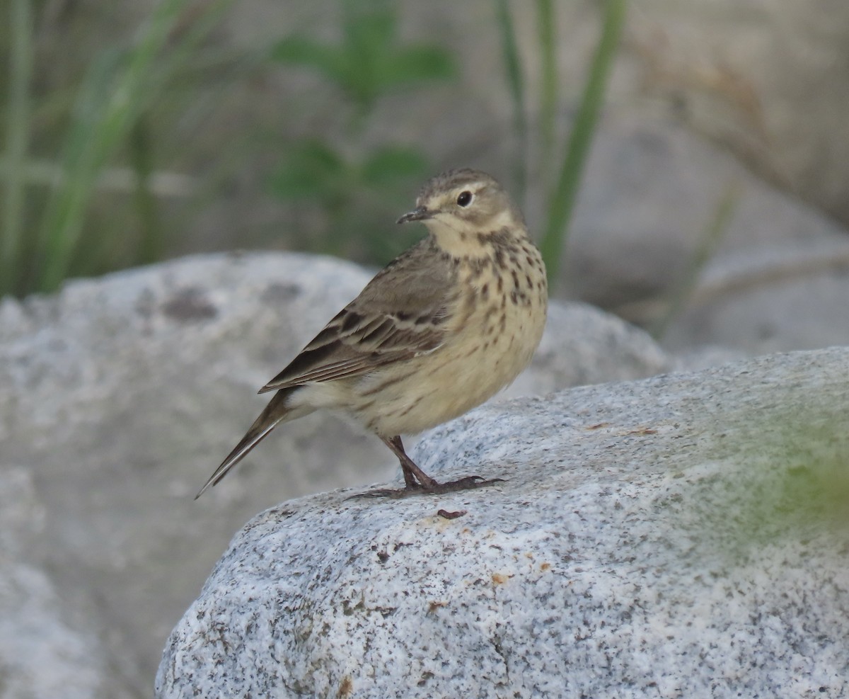 American Pipit - Jeff Walters