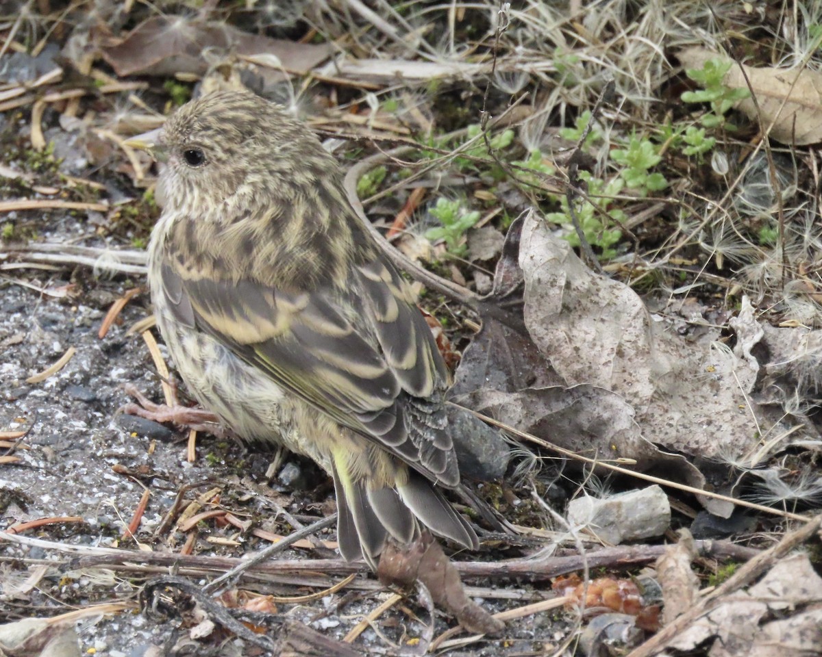 Pine Siskin - Jeff Walters