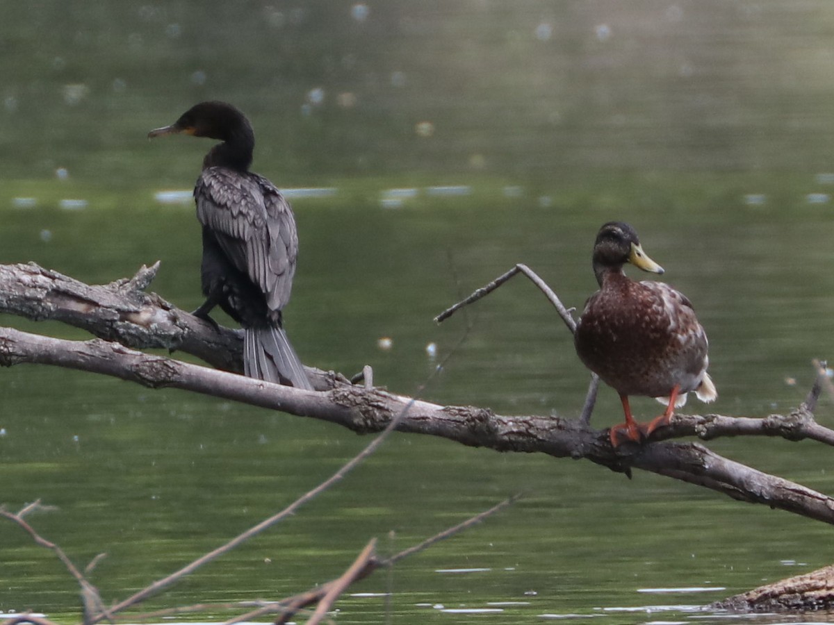 Neotropic Cormorant - ML587365861