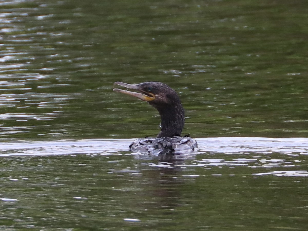 Neotropic Cormorant - Seth Wollney