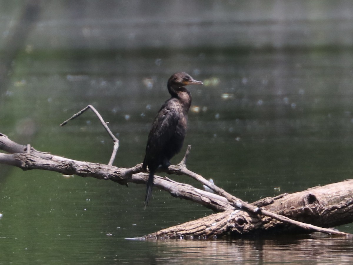 Neotropic Cormorant - Seth Wollney