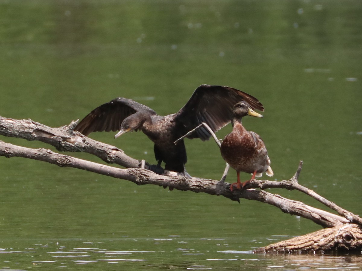 Neotropic Cormorant - Seth Wollney