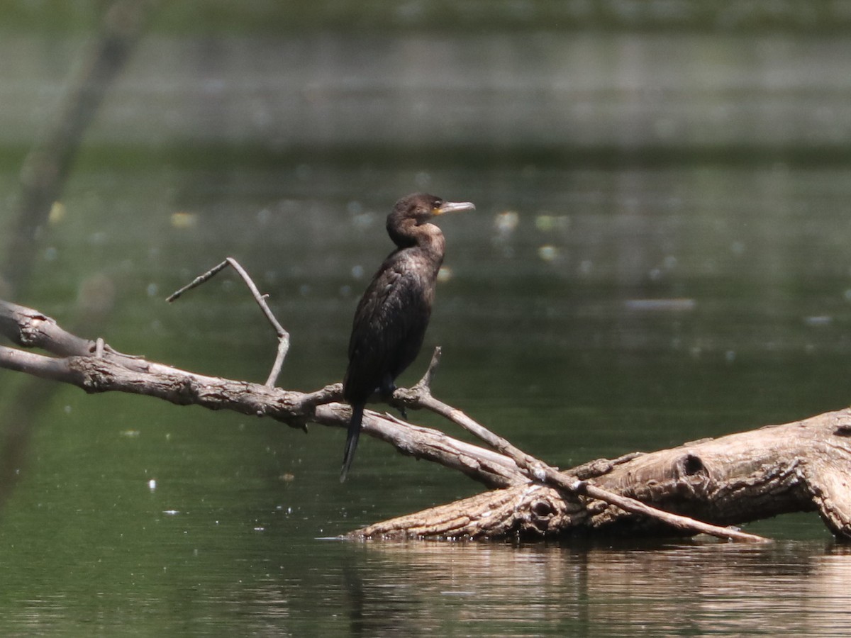 Neotropic Cormorant - Seth Wollney
