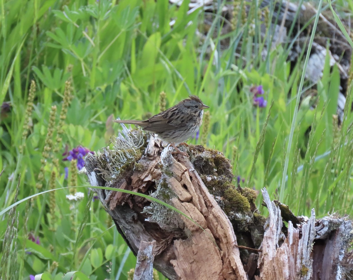 Lincoln's Sparrow - Jeff Walters