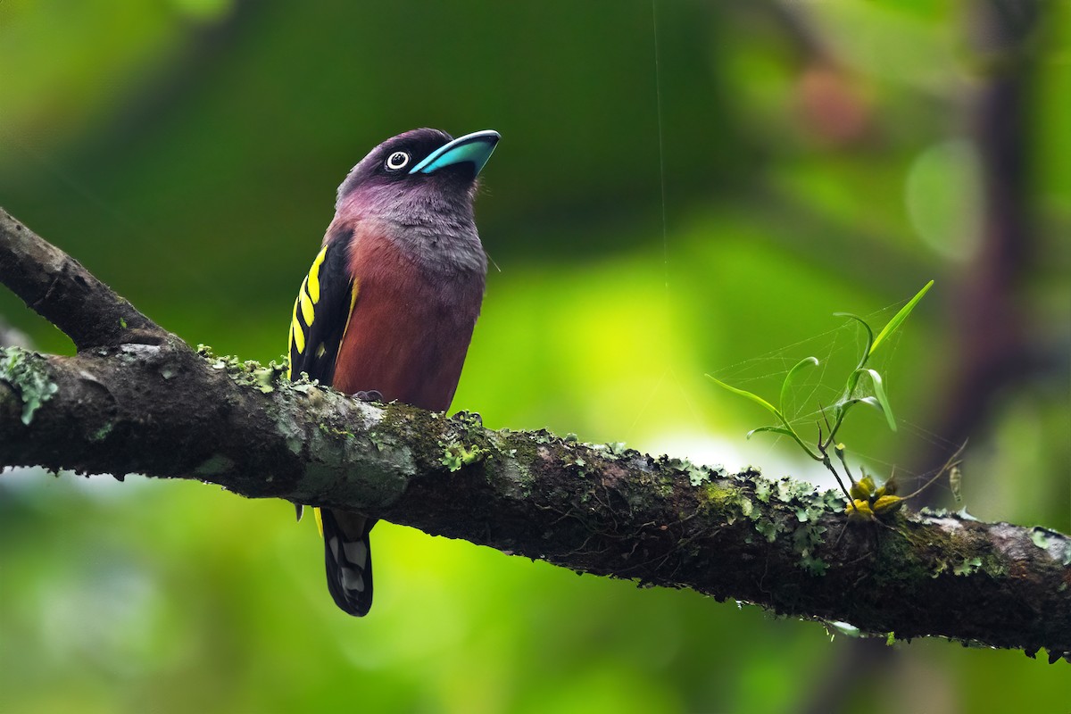 Banded Broadbill (Javan) - ML587365971