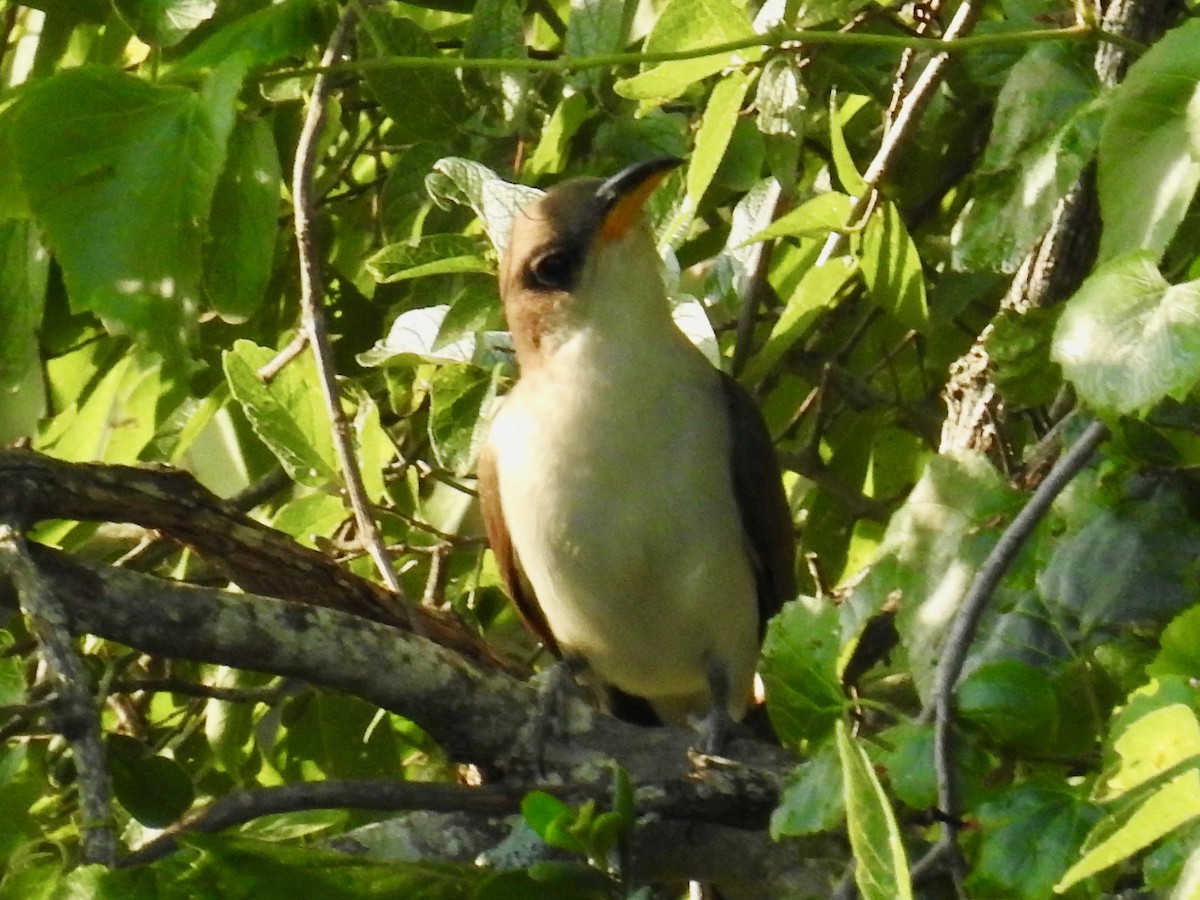 Yellow-billed Cuckoo - ML587366131