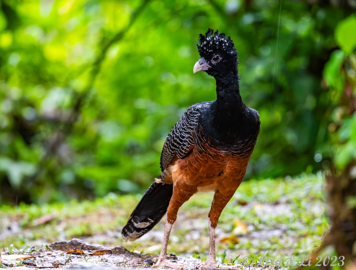 Blue-billed Curassow - Lisa & Li Li