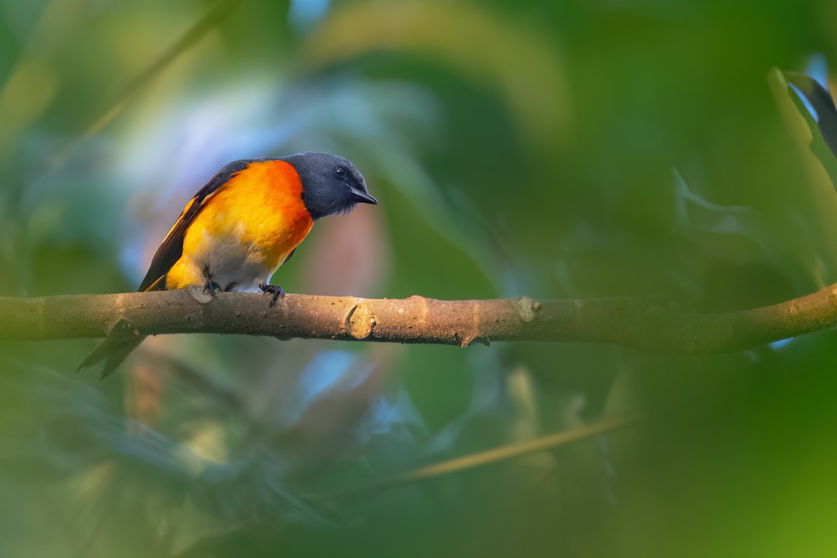 Small Minivet - ML587366631