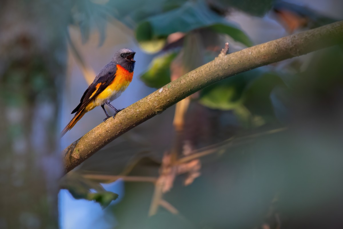 Small Minivet - ML587366641