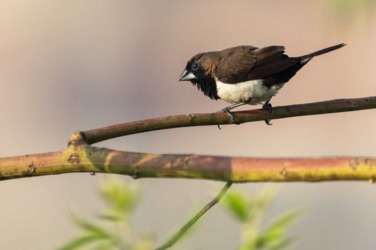 Javan Munia - JJ Harrison