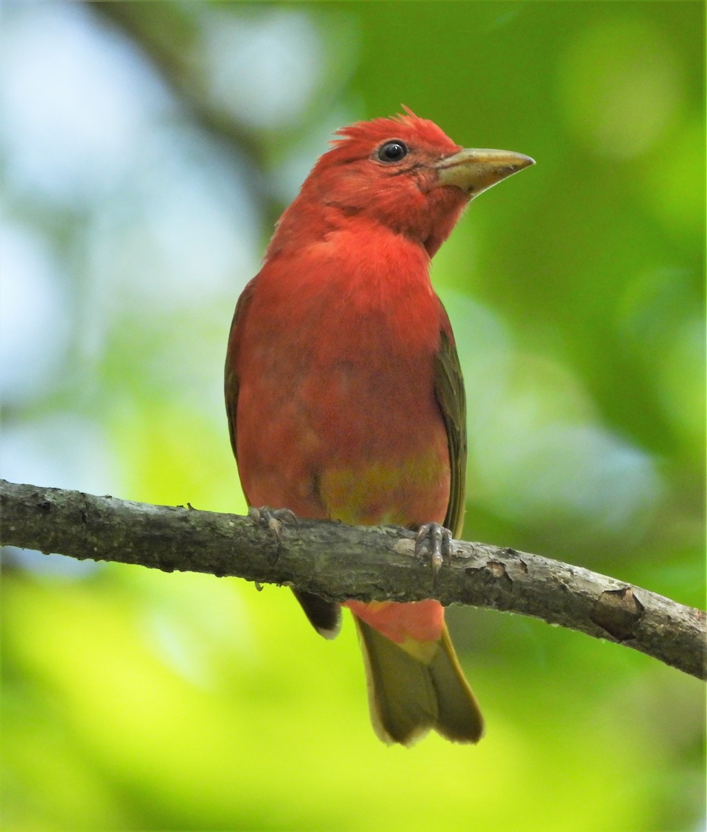 Summer Tanager - Paul McKenzie