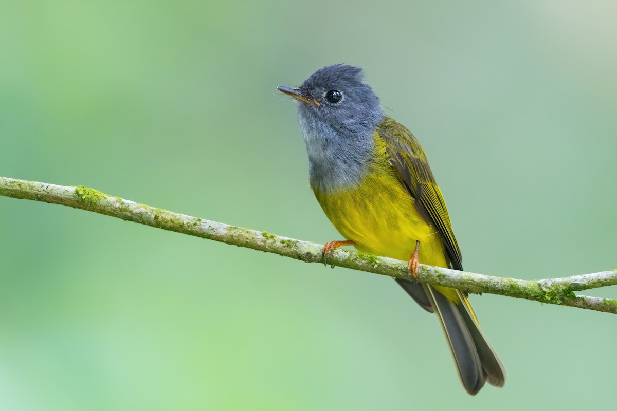 Gray-headed Canary-Flycatcher - ML587367471