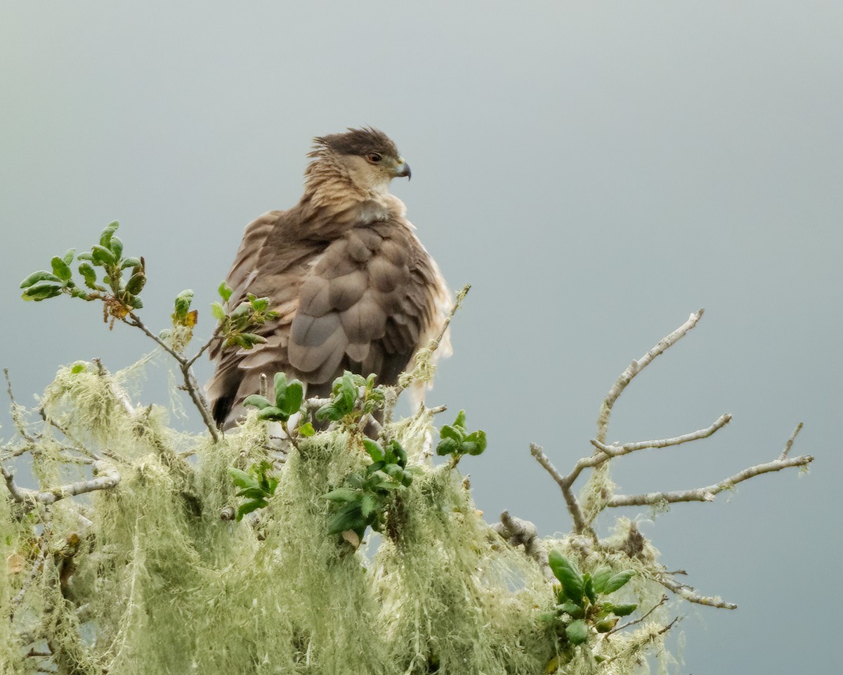 Cooper's Hawk - Sue Cook