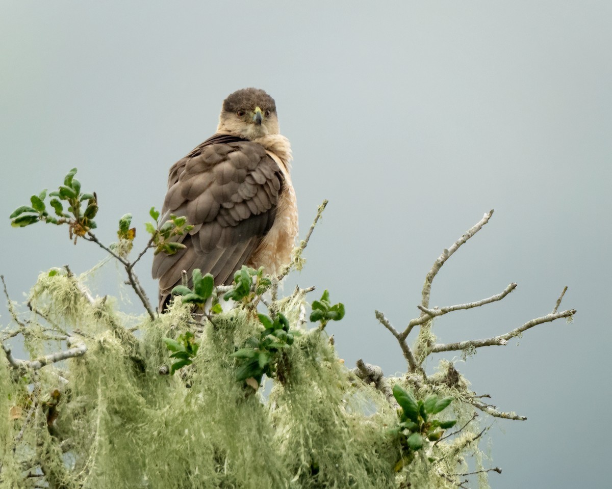 Cooper's Hawk - ML587367651