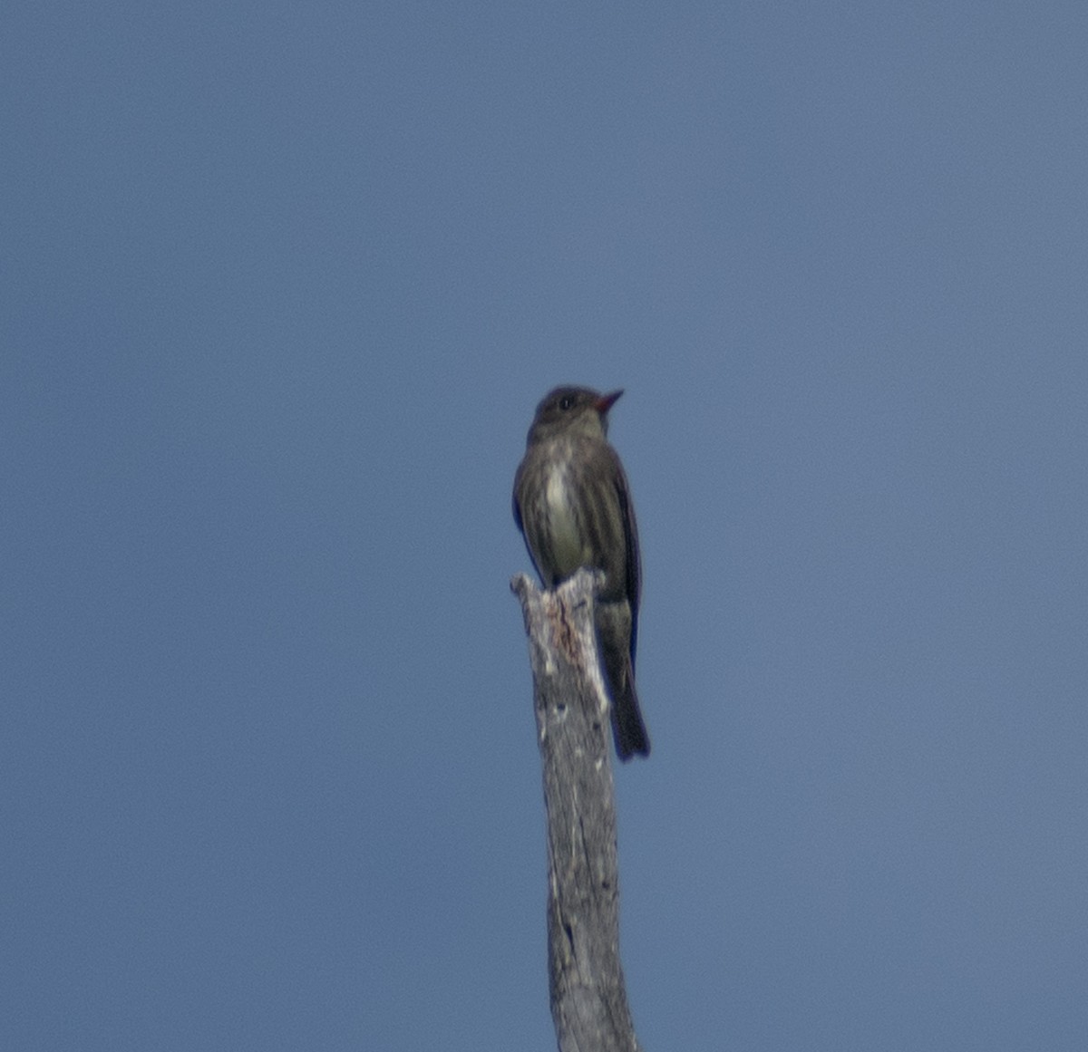 Olive-sided Flycatcher - John Samuelson